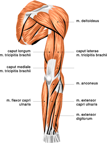 Muscles Of The Leg Can Be Bent And Straightened 103