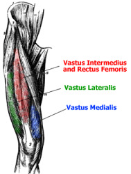 quadriceps muscle building